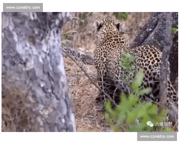 美洲虎与猎物的生死较量揭示了自然界中的生存法则与智慧